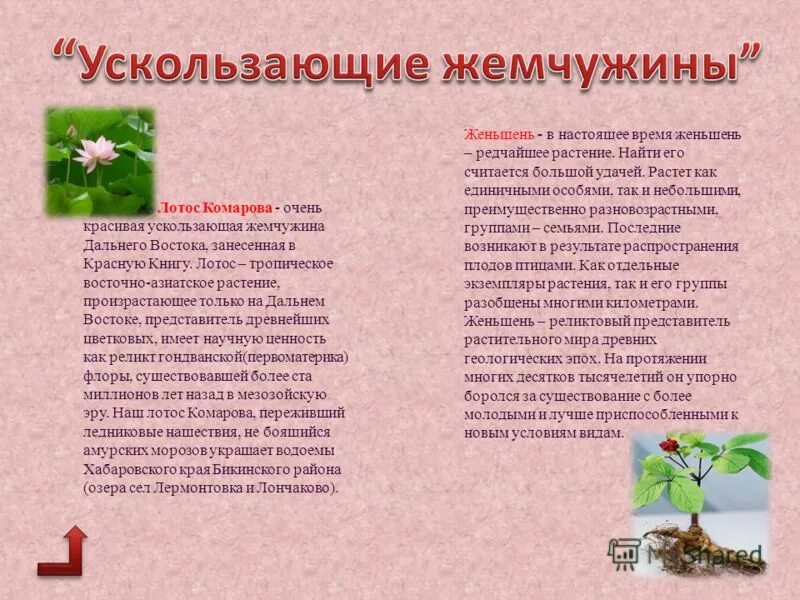 краснокнижные растения дальнего востока. дальний восток животные и растения. рассказ о лотосе. растения дальнего востока занесенные в красную книгу. растения красной книги дальнего востока.
