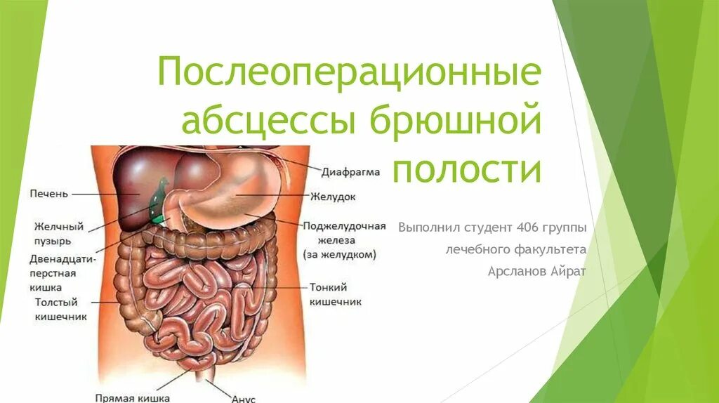 Строение брюшной полости у женщин