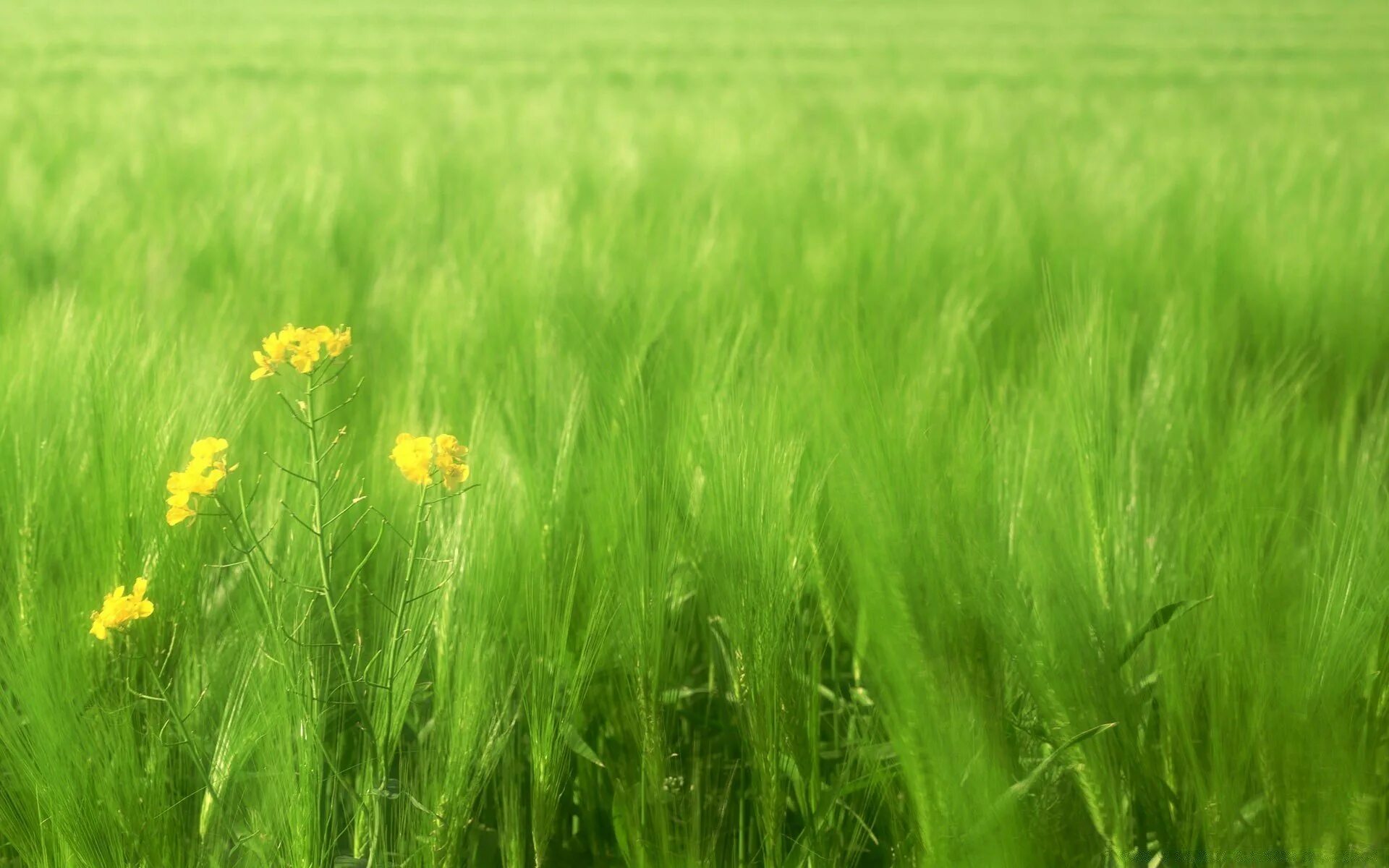 Луг какой зеленый. Трава поле. Трава на лугу. Жёлтая трава на полях. Красивый луг.