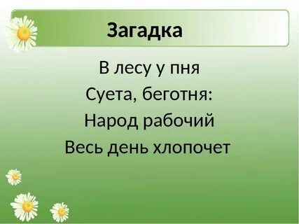 Загадка в лесу родился
