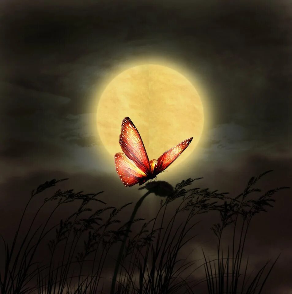 Спокойной ночи картинки необычные новые красивые весенние. Бабочка ночью. Красивых снов. Лунная бабочка. Прекрасная ночь.