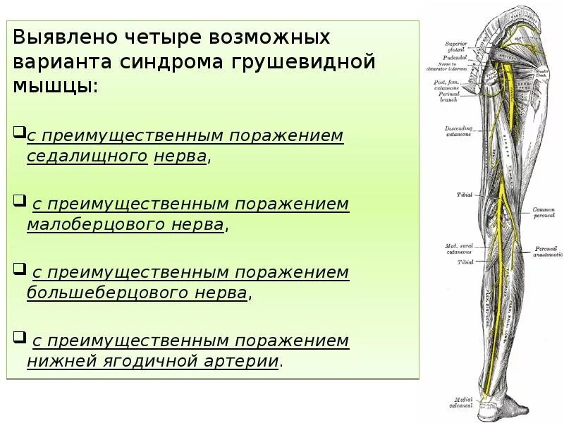 Малоберцовый нерв иннервация кожи. Малоберцовый нерв анатомия схема. Малоберцовые мышцы иннервация. Туннельный синдром большеберцового нерва. Невропатия наружная бедра