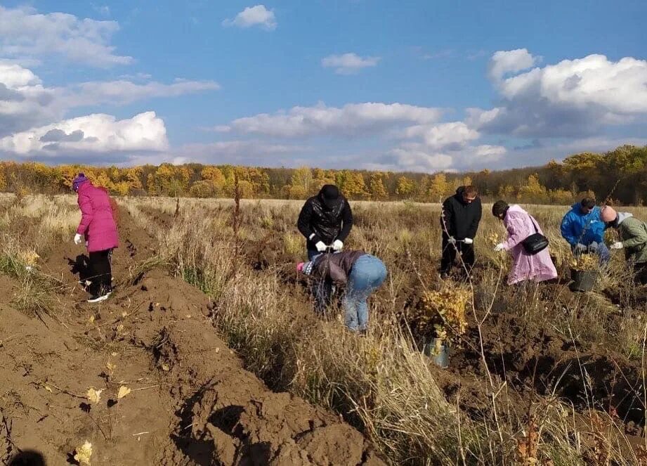 Высадка в белгородской области. Лес в Ракитянском районе Белгородской области. Акция сохраним лес. Люди садят лес.