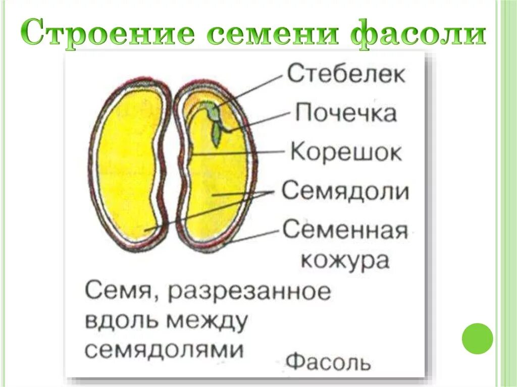 Почечка состоит. Строение семени двудольного растения фасоли рисунок. Строение фасоли 7 класс биология. Строение семени двудольного растения фасоли. Строение двудольного семени фасоли.