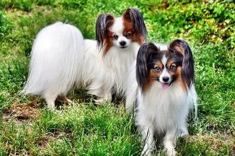 Papillon фото