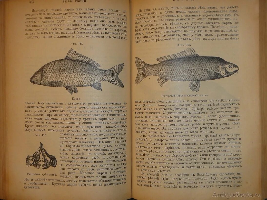 Рыба книги купить. Сабанеев рыбы России. Сабанеев жизнь и ловля пресноводных рыб. Книга Сабанеева рыбы России. Сабанеев л. п. рыбы России. Жизнь и ловля (уженье) наших пресноводных..