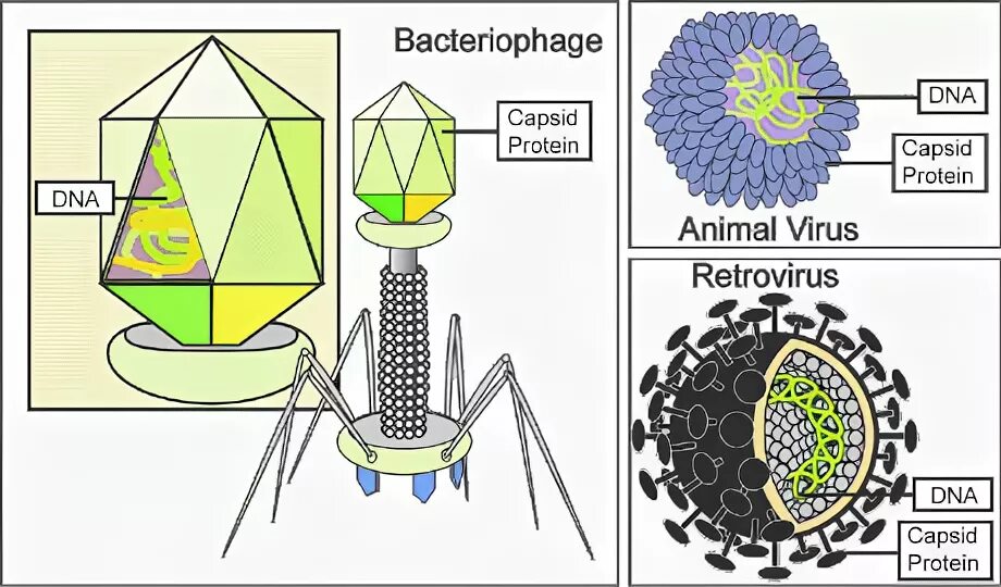 R virus. Вирусы растений Мэтьюз. Цветы вирус. Pervading animal вирус.