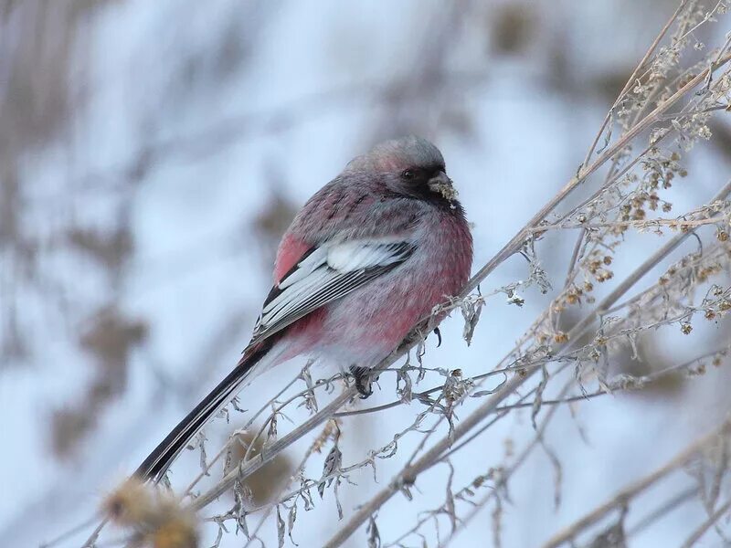 Птицы похожие на снегирей с красной. Carpodacus sibiricus урагус. Снегирь урагус. Урагус длиннохвостый. Длиннохвостый Снегирь - Uragus sibiricus.