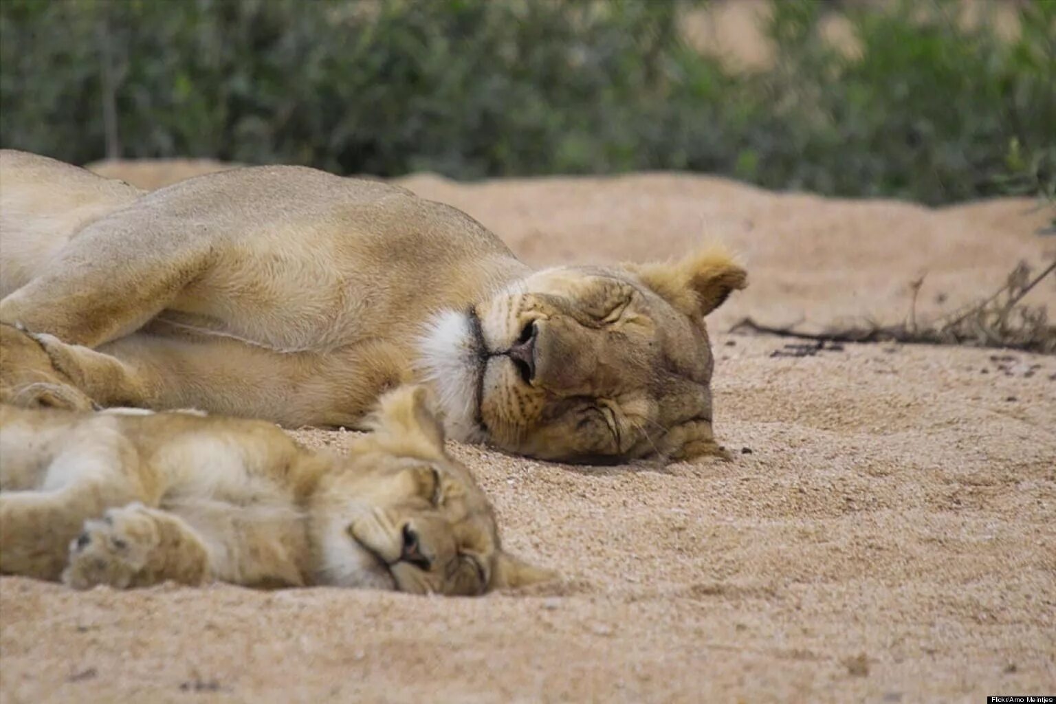 Animals more human. Мама и малыш животные. Детеныши животных. Животные мама и детеныш. Животные со своими детьми.