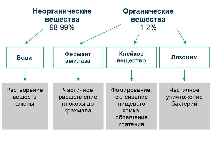 В состав слюны входит вода. Этиотропная стоматологическая профилактика. Этиотропное лечение кариеса. Этиотропная профилактика кариеса. Общее этиотропное лечение кариеса.