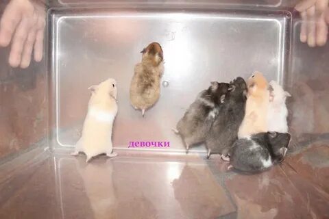 Хомяк может прожить