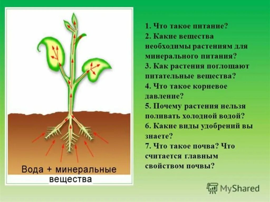 Орган растения выполняющий функцию минерального питания. Питательные вещества для растений. питание растений 5 класс биология. растения поглощают питательные вещества:. корневое питание растений 6 класс биология.