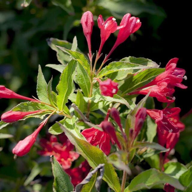 вейгела ратке. вейгела цветущая ред принц. вейгела ратке. вейгела ратке. вейгела цветущая eva rathke.