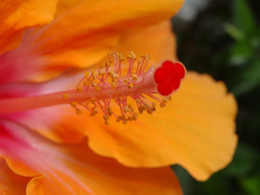 пестики и тычинки у цветка. рыльце пестика микрофотография. пестик гибискуса. петросимонии (реtrosimonia) цветки тычинки. лилия спринг пинк с тычинками.