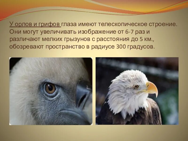 Какой орган чувств развит у орла. Строение глаза орла. зрение орла. строение глаза орла и человека.