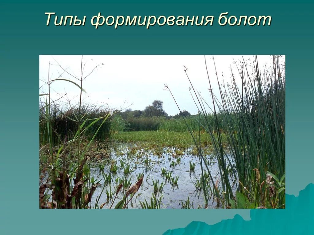 Сообщение про болото. Болота. Доклад про болото. Болота презентация. Болото окружающий мир.