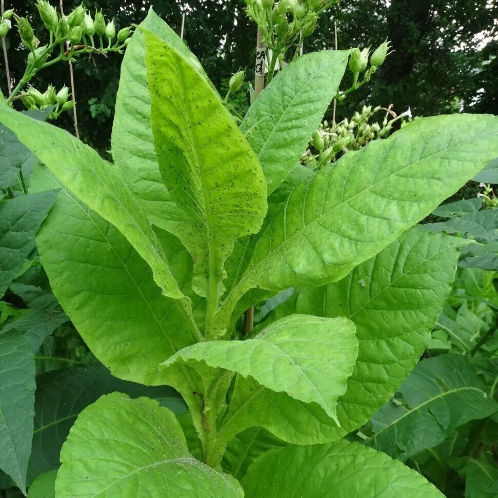 Табак Вирджиния Голд. Табак Вирджиния растение. Табак Вирджиния куст. Растение Nicotiana tabacum.