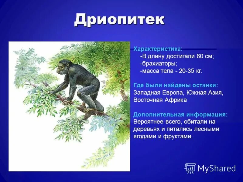 Дриопитеки образ жизни