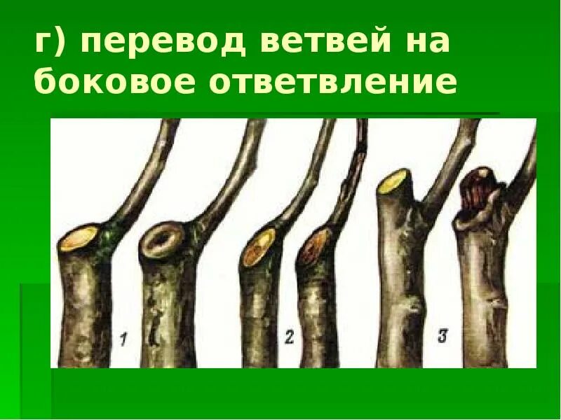 Как называется разветвление на дереве