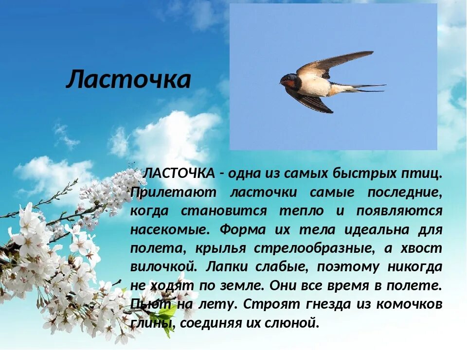 Текст про ласточку. Рассказ про ласточку. Ласточка птица описание. Сообщение о Ласточке. Краткая информация о Ласточке.