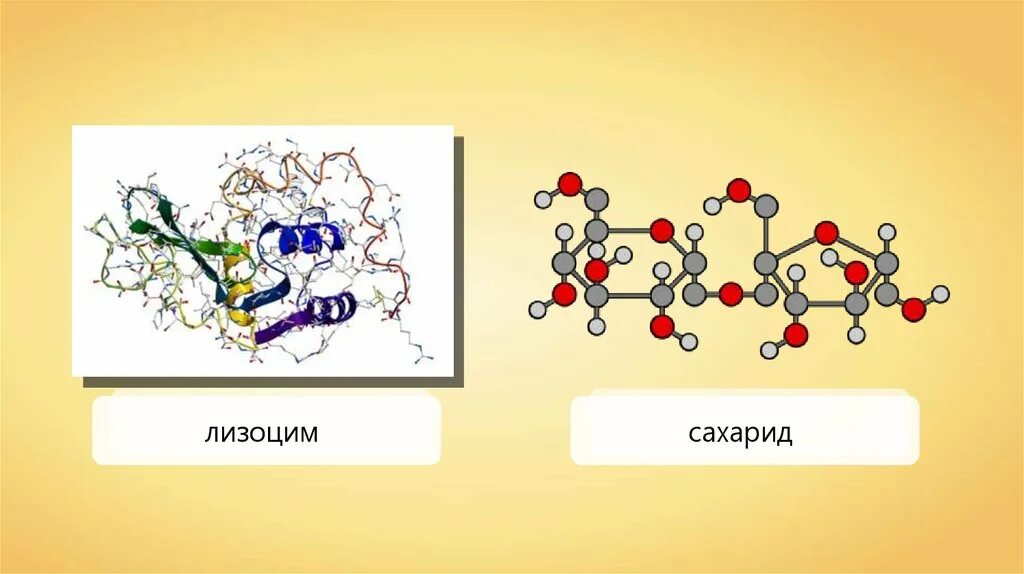 Белок название фермента. Ферменты и их роль в организме человека. Ферменты и их биологическая роль. Ферменты и их роль в организме человека 8 класс. Роль амилазы в организме человека.