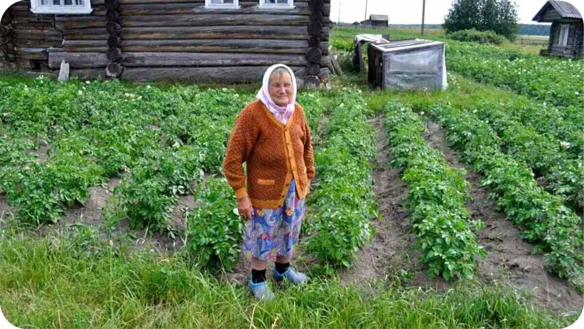 Огород в деревне. Бабушка в огороде. Старушка на грядках. Бабка в деревне.