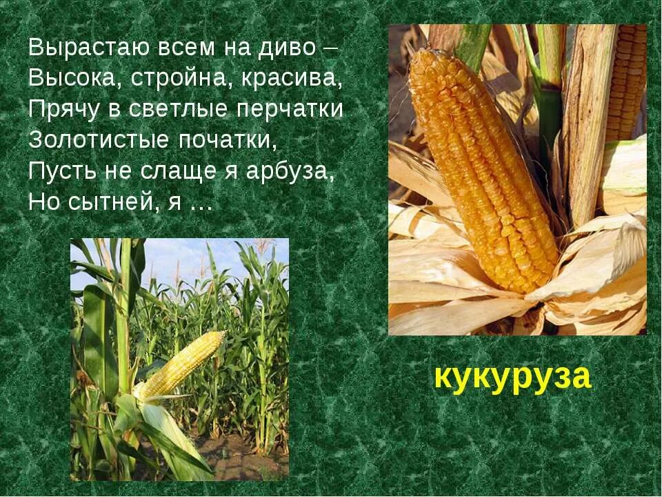 культурные растения клубника. кукуруза доклад. интересная информация о культурных растениях. сообщение о подсолнечнике. культурные растение описание коротко.