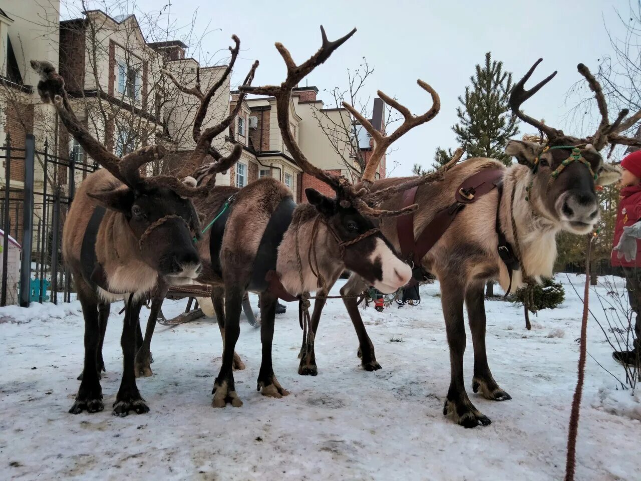 оленья ферма в анциферово. ферма оленей рязань. судимир оленья ферма. ферма северный олень анциферово. оленья ферма киржачский район.