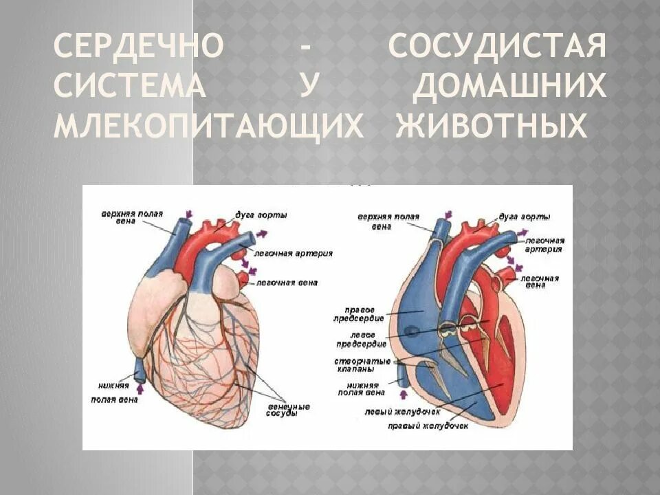 Сердечно сосудистая система животных. Строение сердечно сосудистой системы животных. сердечно сосудистая система млекопитающих. болезни органов сердечно сосудистой системы животных.