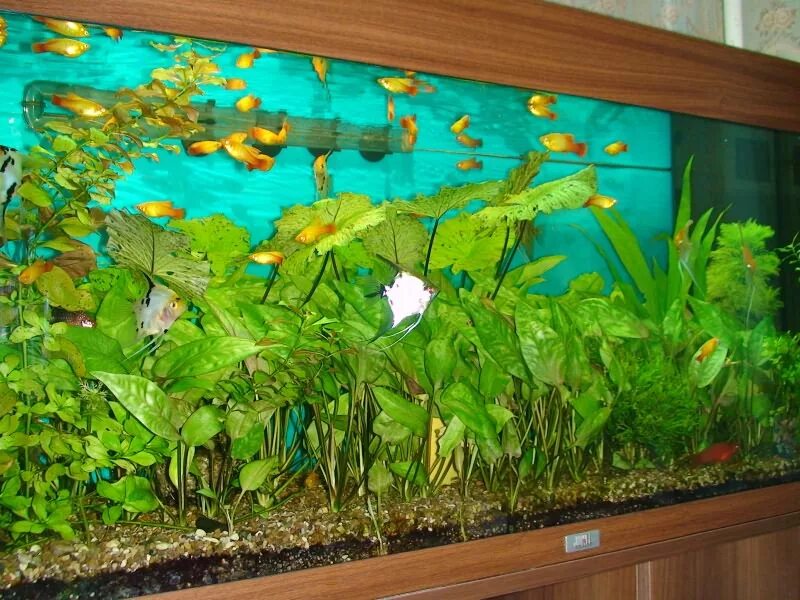 Corydoras guapore KNAACK, 1961. Guaporé Cory Freshwater aquarium fish, Tropical 