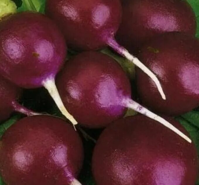 Редис Малага. Семена редис "Малага". Редис Малага фиолетовый. Название редиски