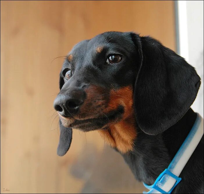 Такса собака короткошерстная. Злая такса. Морда таксы. Такса родезийский риджбек. Морда таксы нос.