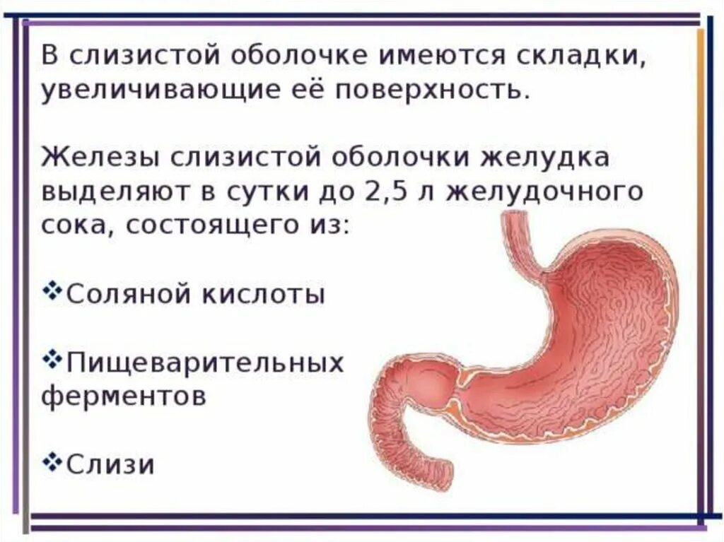 Муцины слизистой желудка. В слизистую оболочку желудка. Пенистая слизь в желудке. Желудок содержимое слизь