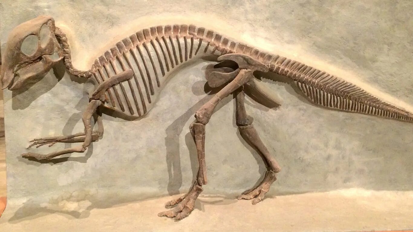 Майазавр скелет. Майязавр скелет. Скелеты динозавров окаменелости раскопки. Ископаемые останки динозавров.