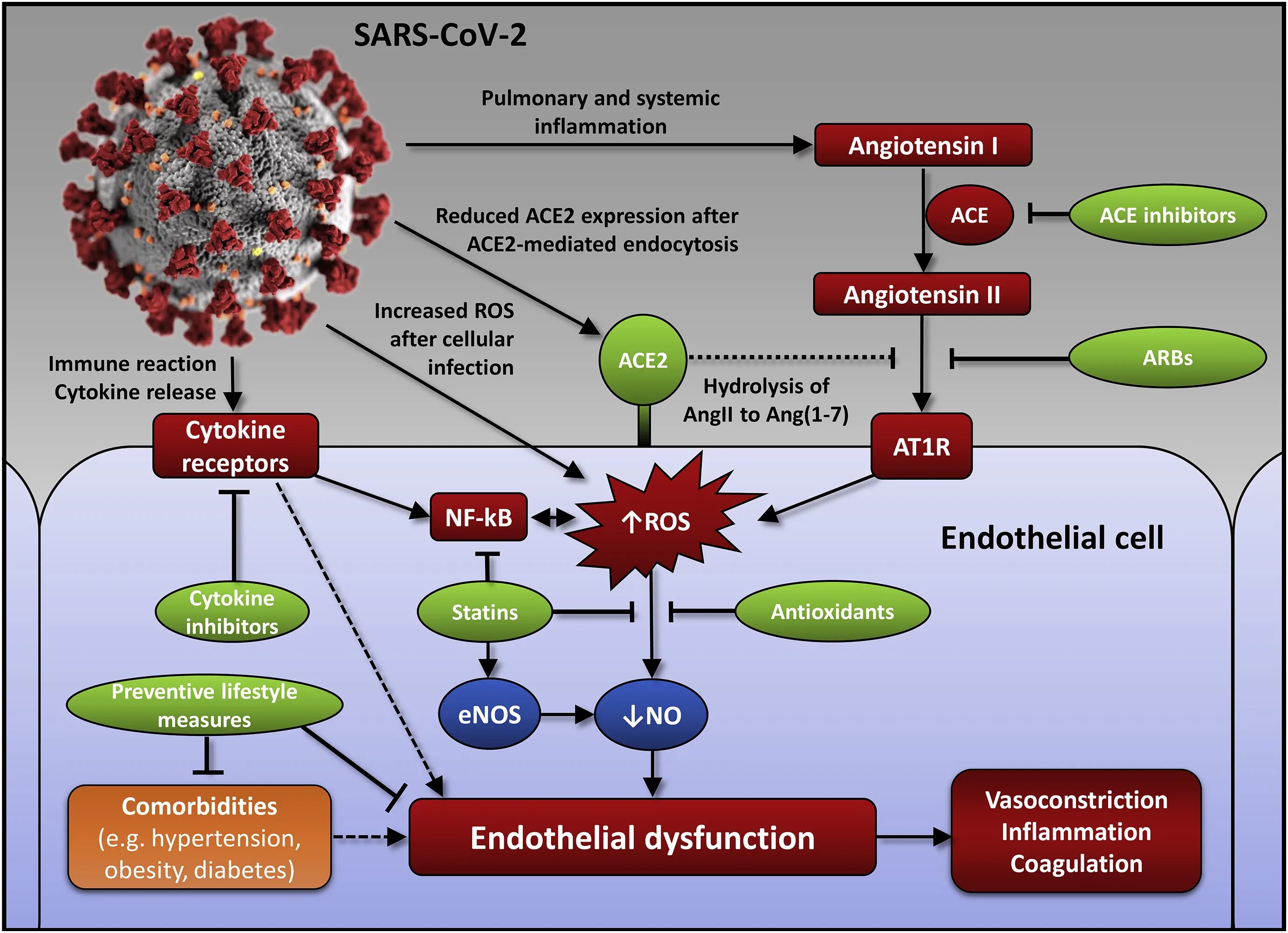 Sars cov 2 ответы на тест. Endothelial dysfunction. Эндотелиальная дисфункция при Covid-19. Pathogenesis of endothelial dysfunction Covid 19. Covid-19.