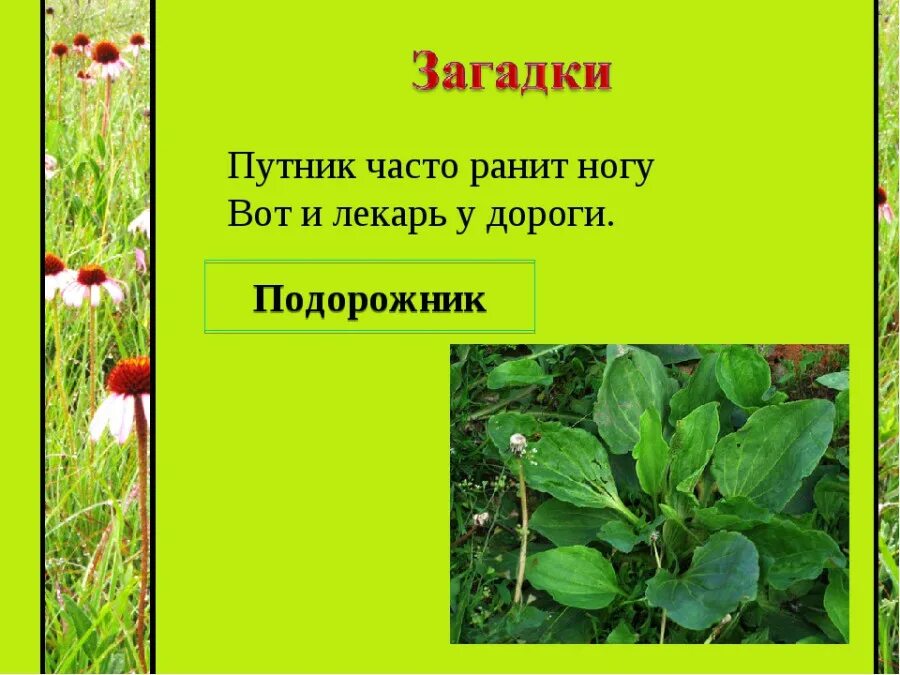 Загадки про растения. Загадки про лекарственные растения. Загадки о лекарственных растениях для детей. Загадки про травянистые растения. Загадка про траву