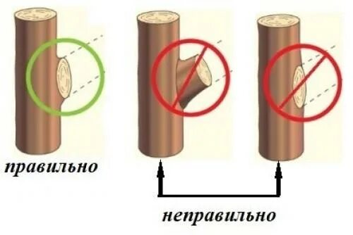 Обрезка веток на кольцо. Спил на кольцо. Вырезать побег на кольцо.