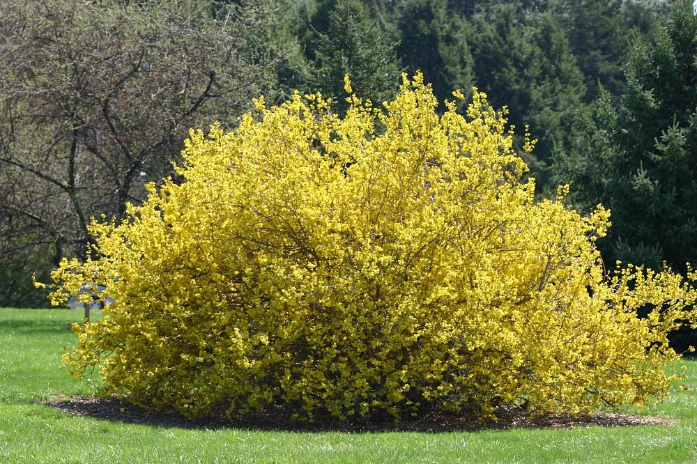 Форзиция медоуларк. Флауэрс гарден парк. Конскуи йкаштан обыкновенный. Ванкувер сады бутчартов. Хелен парк+ ландшафт.