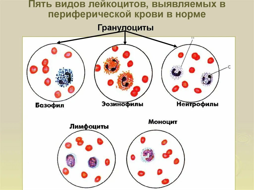 5 Типов лейкоцитов. Лимфоциты периферической крови. Пять видов лейкоцитов. Лейкоциты периферической крови. Лейкоциты определяют группу крови