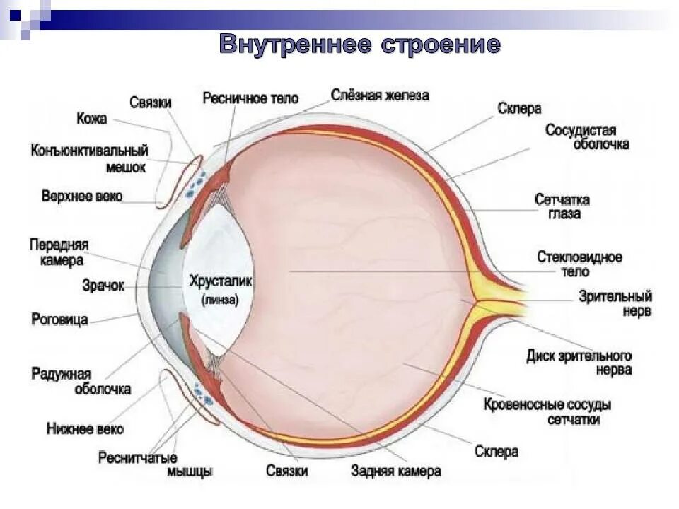Элементы глаза. Строение глазного яблока человека анатомия. Строение глаза сбоку. Строение глазного яблока физиология. Внутреннее строение глазного яблока анатомия.