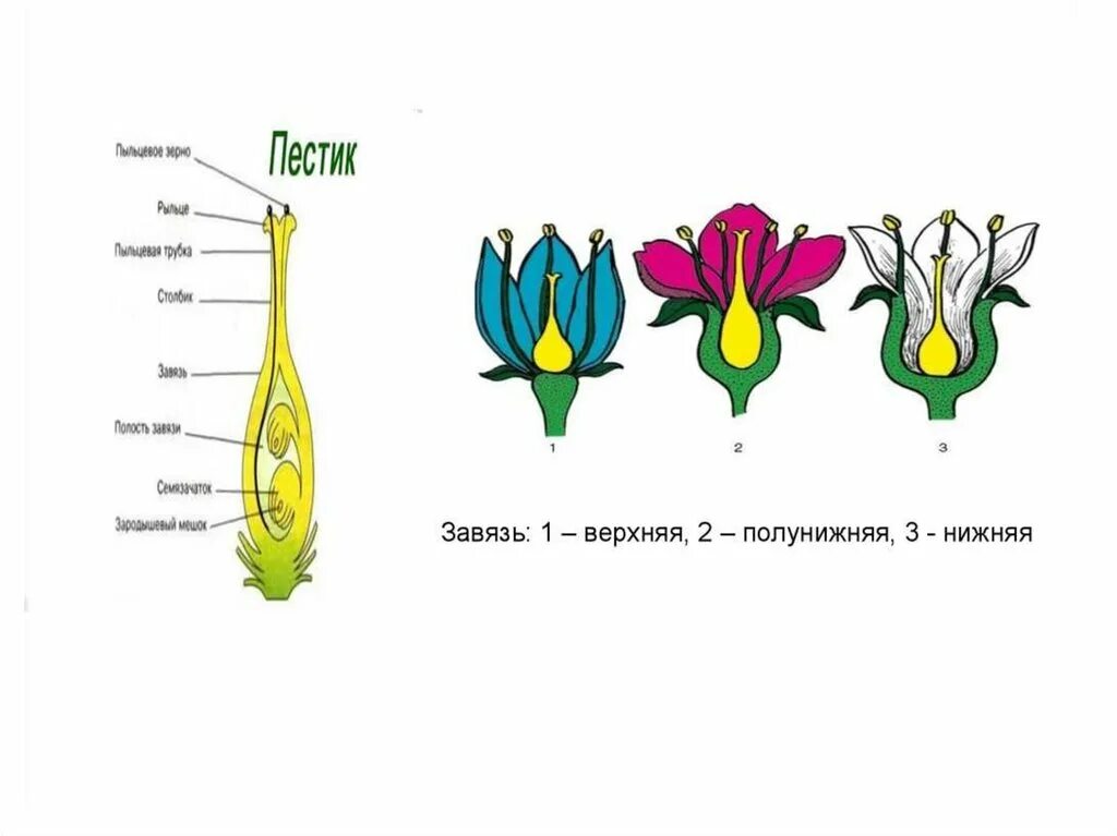 Где находится завязь у цветка. Завязь пестика верхняя и нижняя. Строение завязи цветка. Завязь у растений строение. Завязь у растений рисунок.