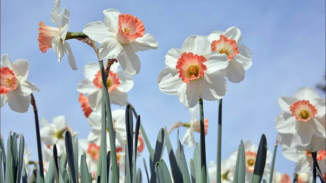 Daffodil нарцисс. Нарцисс (растение). Нарцисс спринг грин. Как цветут нарциссы. Нарцисс (narcissus).