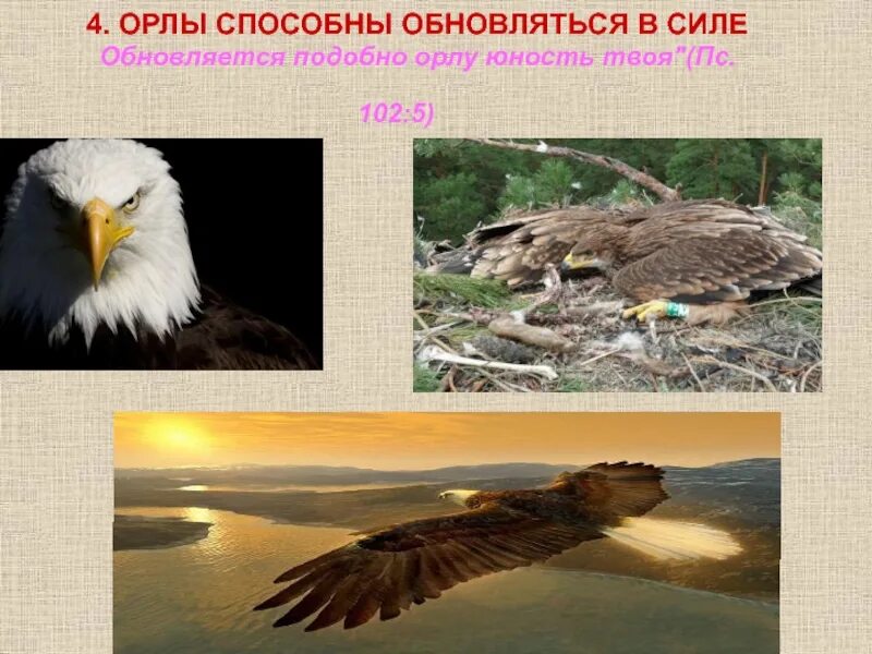 Как обновляется орел. Обновляется подобно орлу юность. орел обновляется. легенда об обновлении орла. четыре орла.