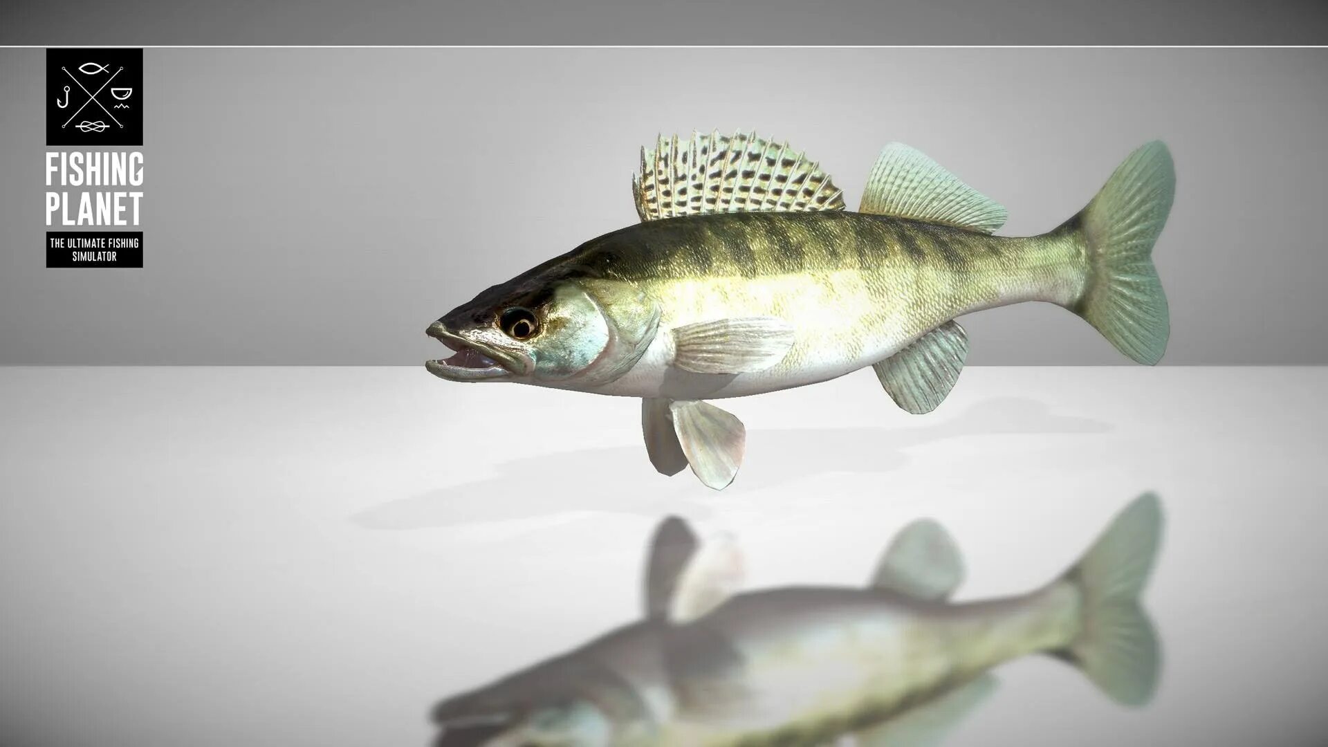 Судак семейства окуневых. Судак рыба речная. Берш рисунок. Судак карельский. Судака для детей.