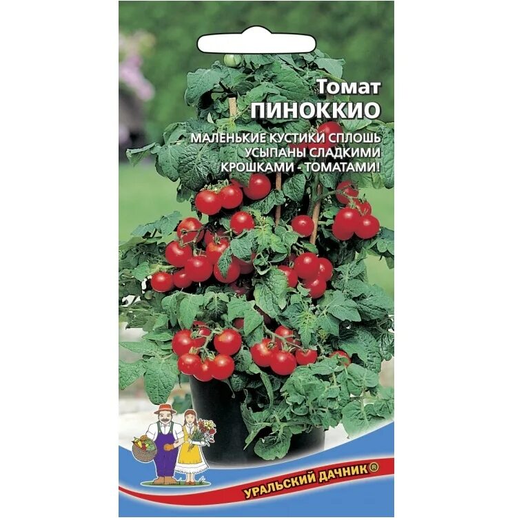 Помидоры пиноккио описание. Томаты черри Пиноккио. Черри сорт Пиноккио. Сорт Пиноккио томат. Сорт помидор Пиноккио.