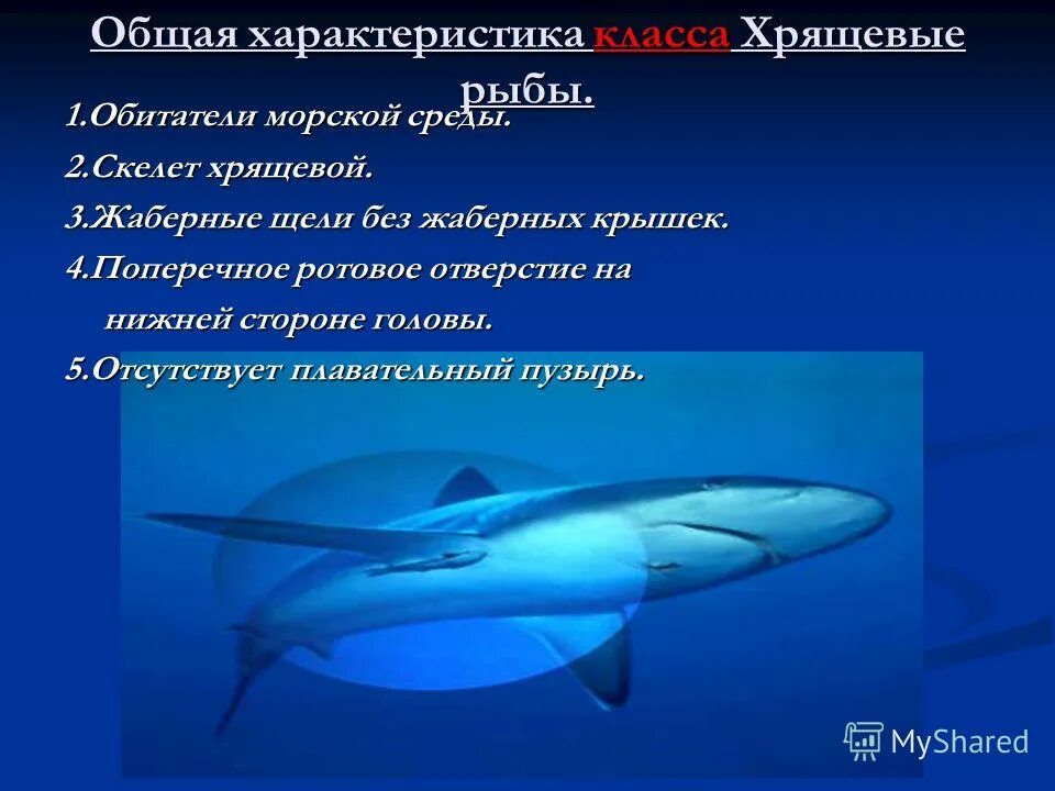 гидростатический аппарат плавательный пузырь. плавательный пузырь у хрящевых рыб. плавательный пузырь образуется из. отсутствие плавательного пузыря у каких рыб. плавательный пузырь строение.