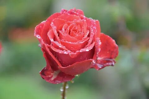 Passion rose