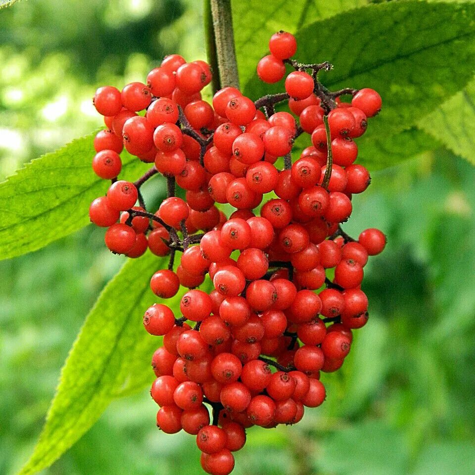 Ягоды бузины красной. Бузина красная Sambucus racemosa. Бузина красная (Sambúcus racemósa). Бузина обыкновенная (Sambucus racemosa). Бузина съедобная