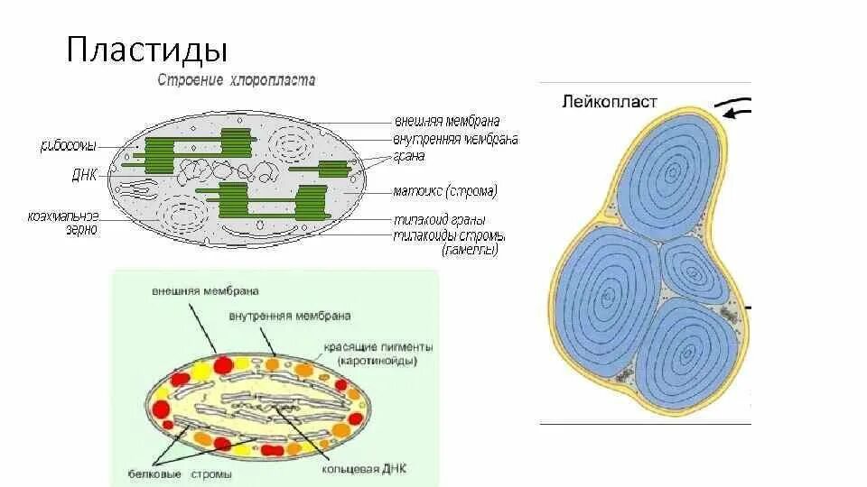 Признаки митохондрий и хлоропластов. Строение растительной клетки пластиды. Структура клетки растения пластиды. Строение хлоропласта растительной клетки. Пластиды схематический рисунок.