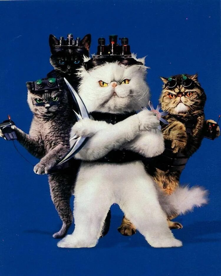 Четыре кота. Сидят три кошки против каждой кошки две кошки. Сидят 2 кошки против каждой кошки 2. Три кошки обои на рабочий стол. 3 кошки против каждой кошки.